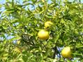 grapefruit